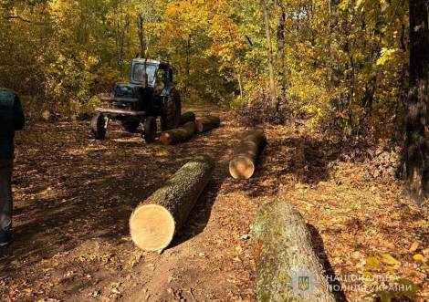 Двом тростянчанам загрожує покарання за незаконну вирубку дубів на 100 тис.грн збитків