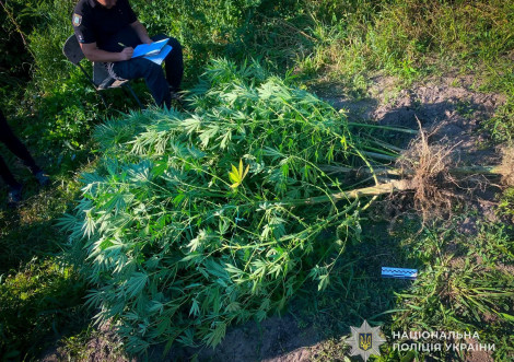 У Тростянці поліцейські викрили наркоаграрія